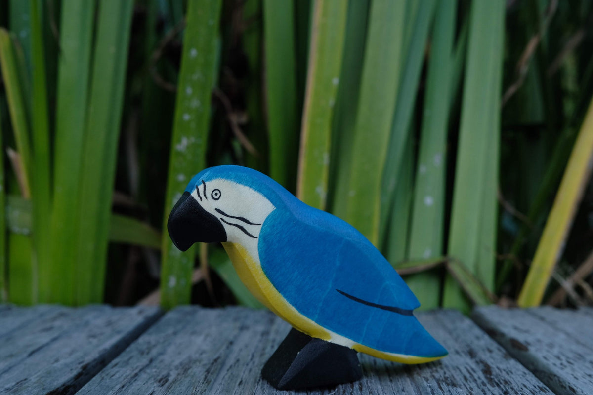 Papagei blau
