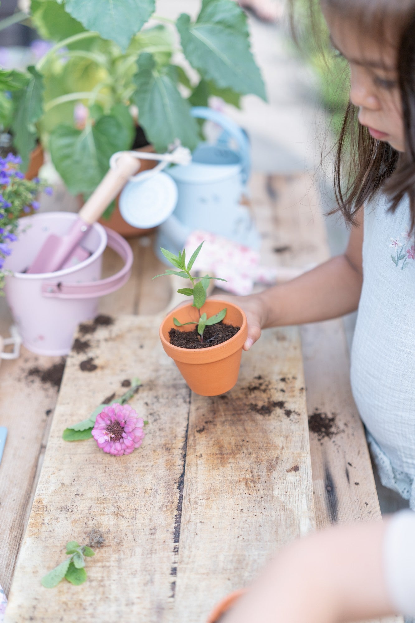 Eimer/ Fairy Garden